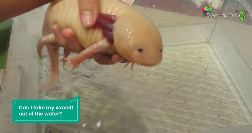 Can I take my Axolotl out of the water