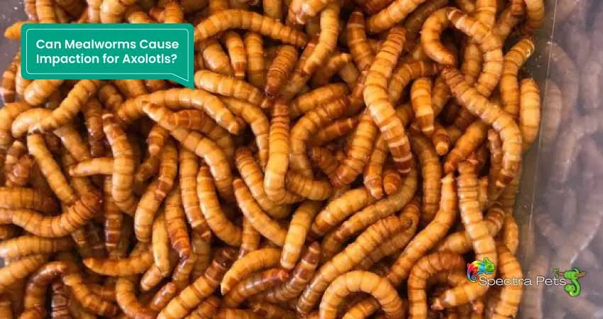Can Mealworms Cause Impaction for