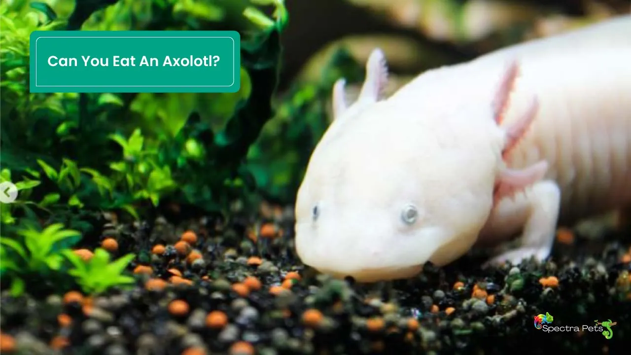 Can You Eat An Axolotl