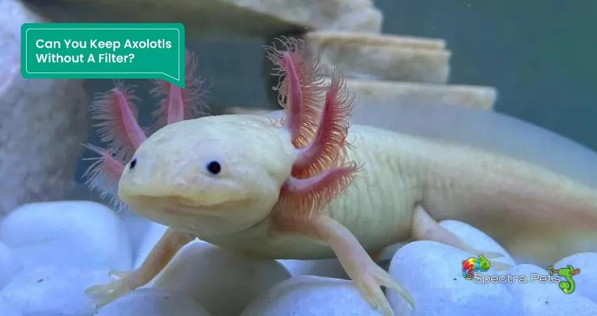 Can You Keep Axolotls Without A Filter