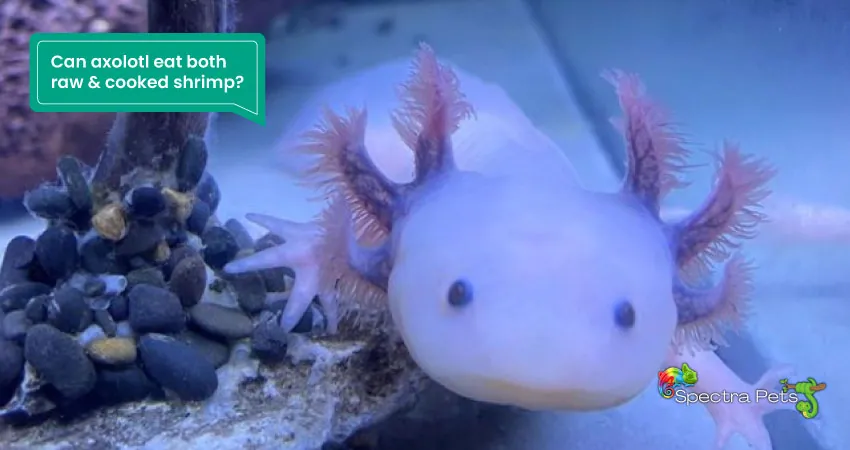 Can axolotl eat both raw cooked shrimp