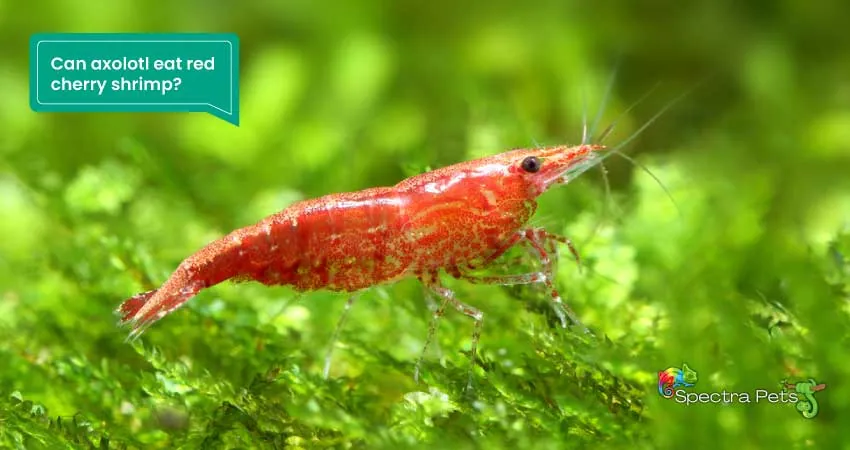 Can axolotl eat red cherry shrimp