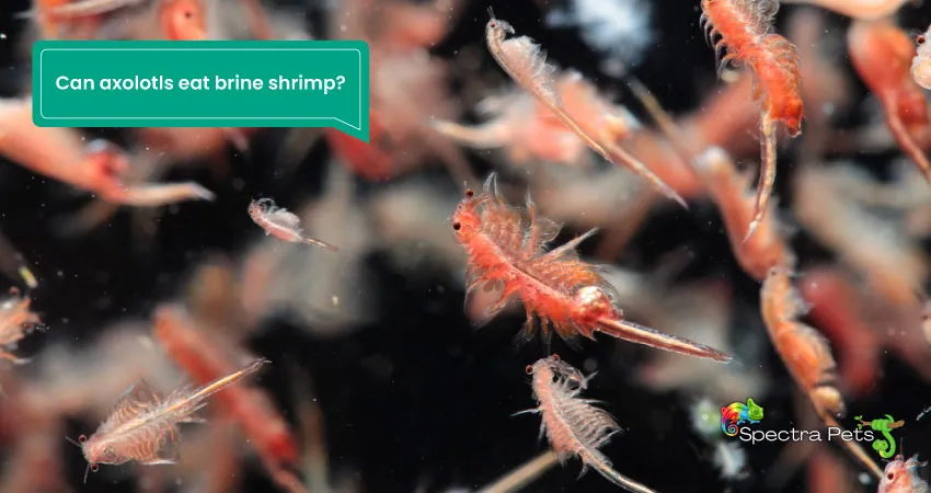 Can axolotls eat brine shrimp