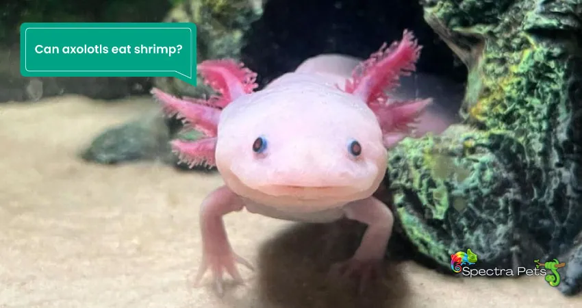 Can axolotls eat shrimp