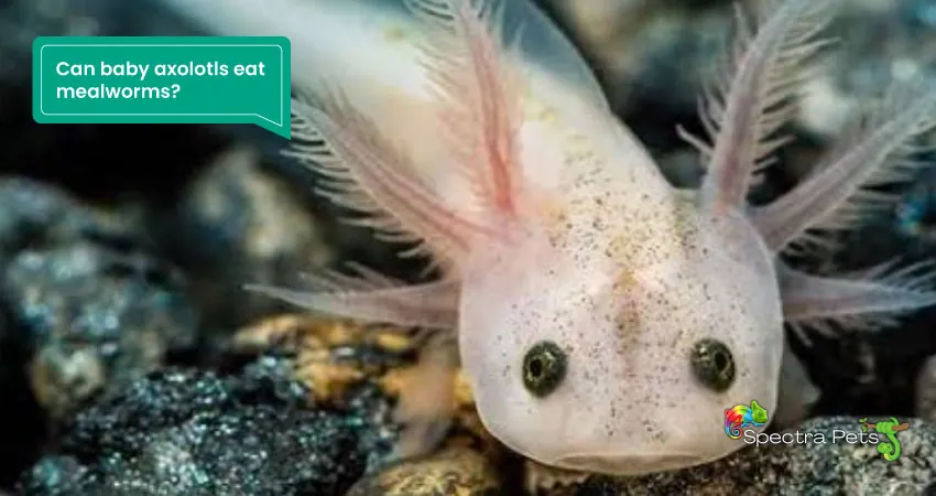 Can baby axolotls eat mealworms