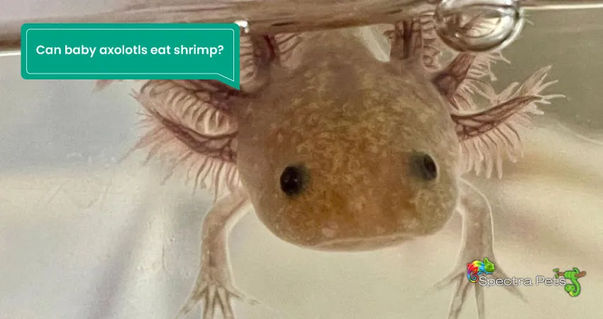 Can baby axolotls eat shrimp