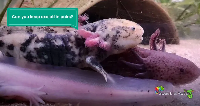 Can you keep axolotl in pairs