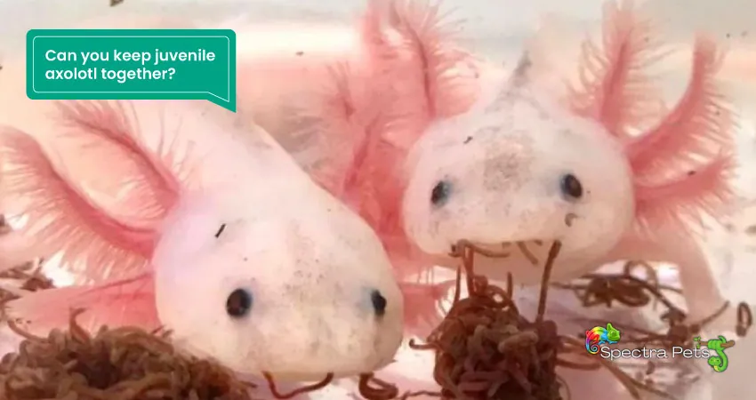 Can you keep juvenile axolotl together