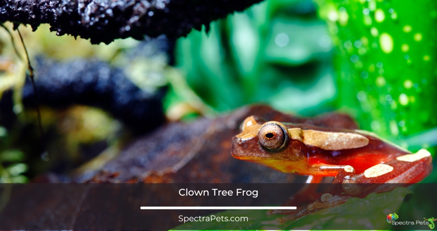 Clown Tree Frog