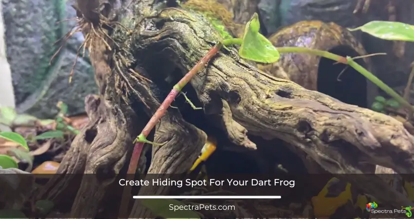 Create Hiding Spot For Your Dart Frog