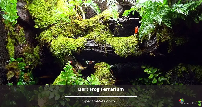 Dart Frog Terrarium