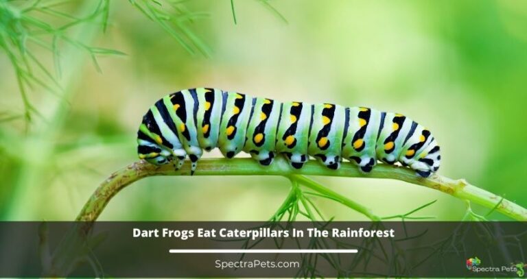 Picture Idea: What Do Dart Frogs Eat In The Rainforest Diet In