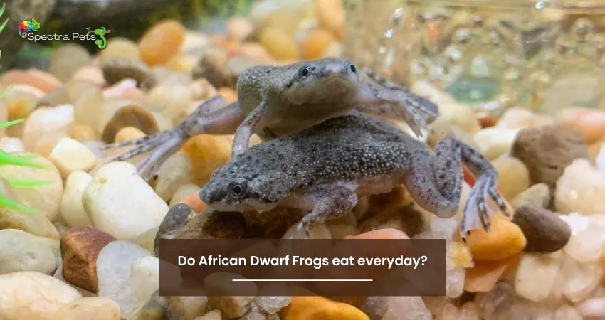 Do African Dwarf Frogs eat everyday