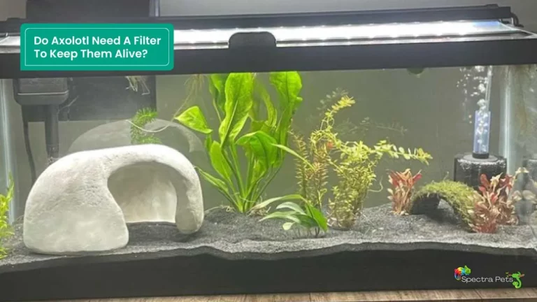 Do axolotl need a filter to keep them alive?