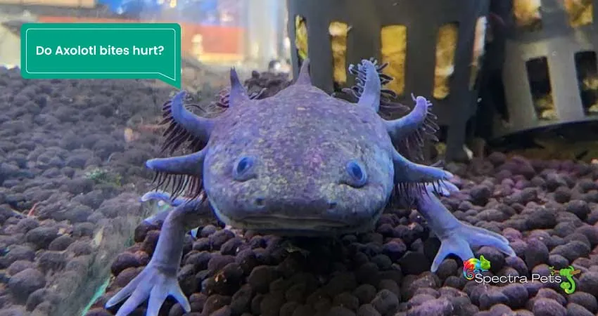 Do Axolotl bites hurt