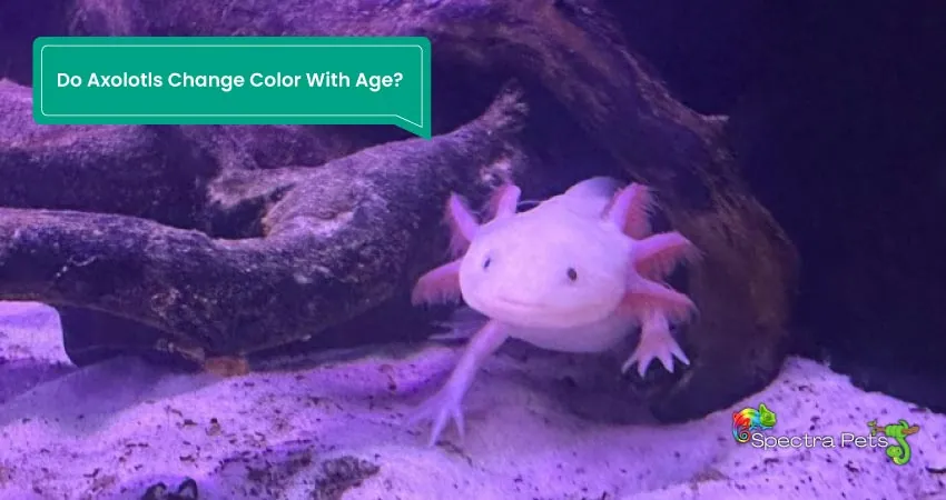 Do Axolotls Change Color With Age