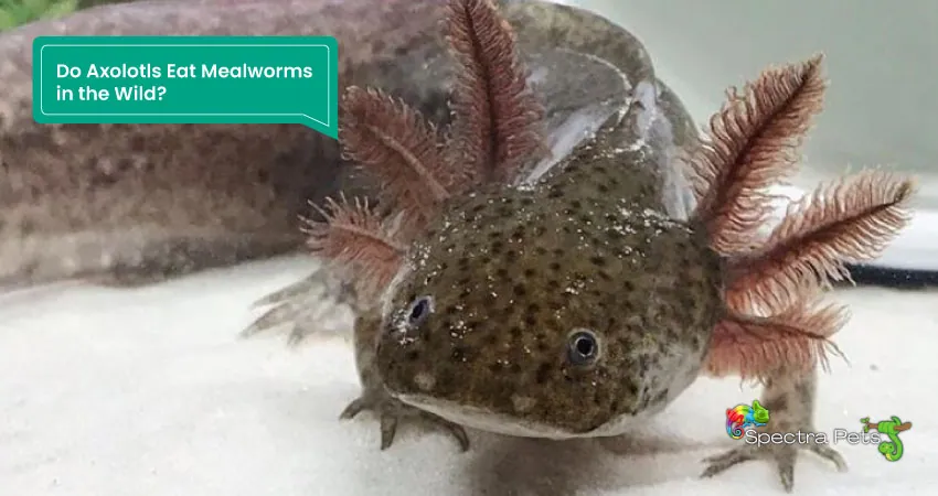 Do Axolotls Eat Mealworms in the Wild