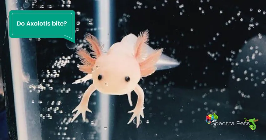 Do Axolotls bite