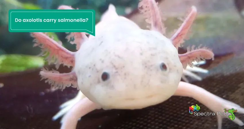 Do axolotls carry salmonella