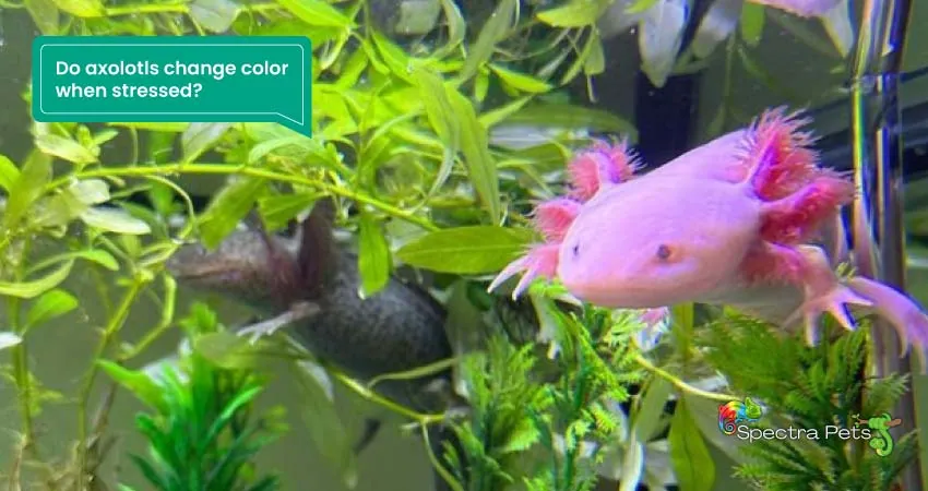 Do axolotls change color when stressed