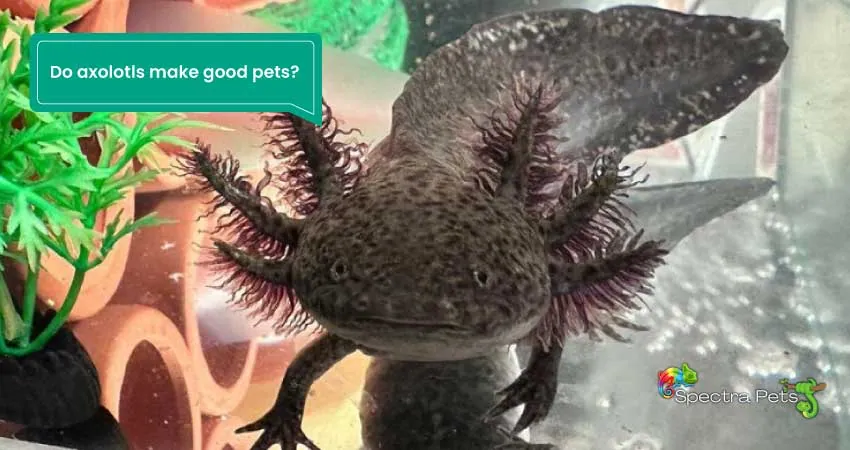 Do axolotls make good pets