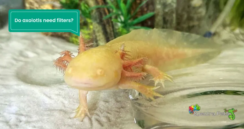 Do axolotls need filters