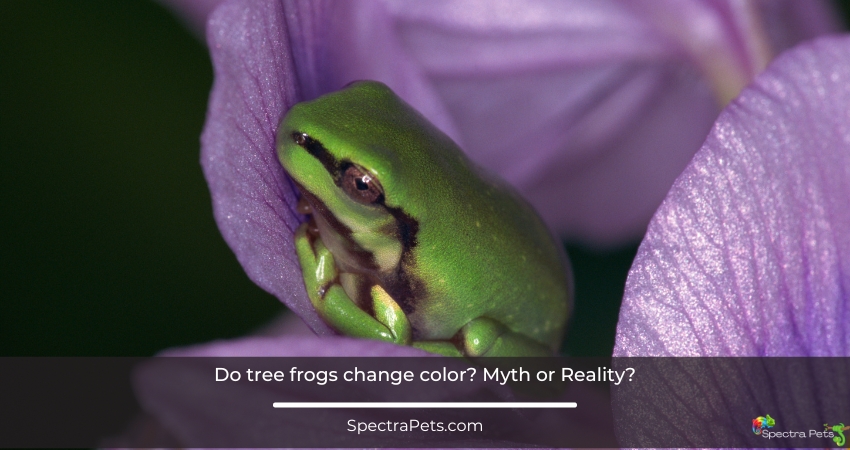 tree frog change color