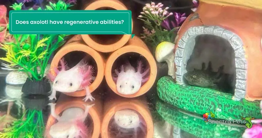 Does axolotl have regenerative abilities