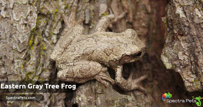 Eastern Gray Tree Frog