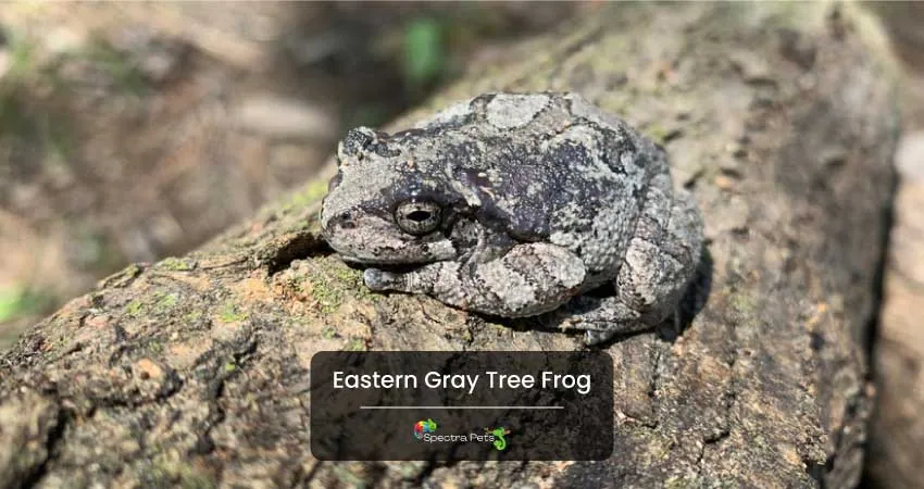 Eastern Gray Tree Frog