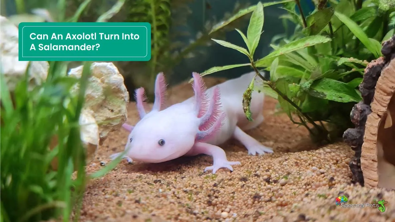 Fact Or Myth Can An Axolotl Turn Into A Salamander?