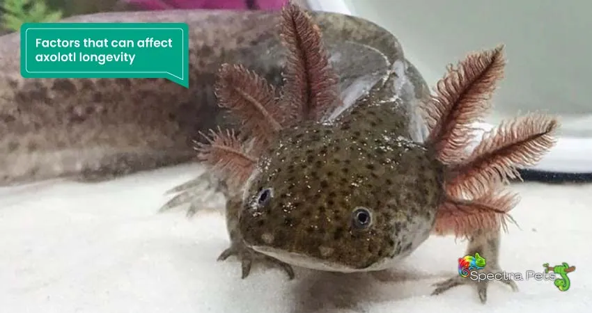 Factors that can affect axolotl longevity