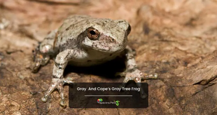 Gray And Copes Gray Tree Frog