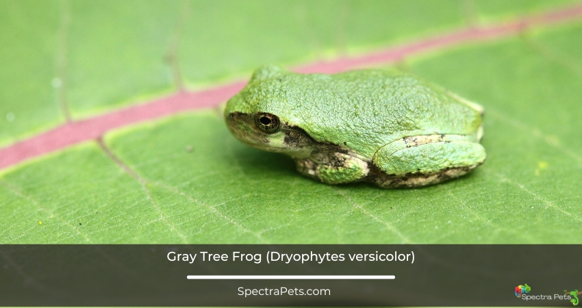 Gray Tree Frog Dryophytes versicolor