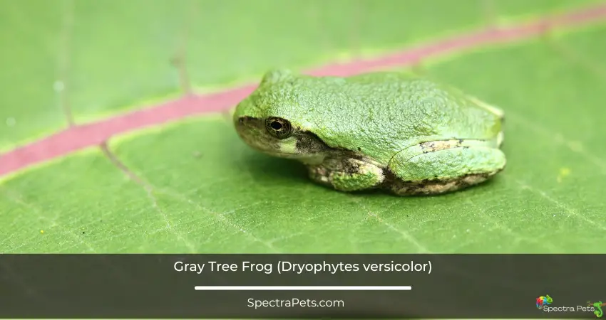 Gray Tree Frog (Dryophytes versicolor)