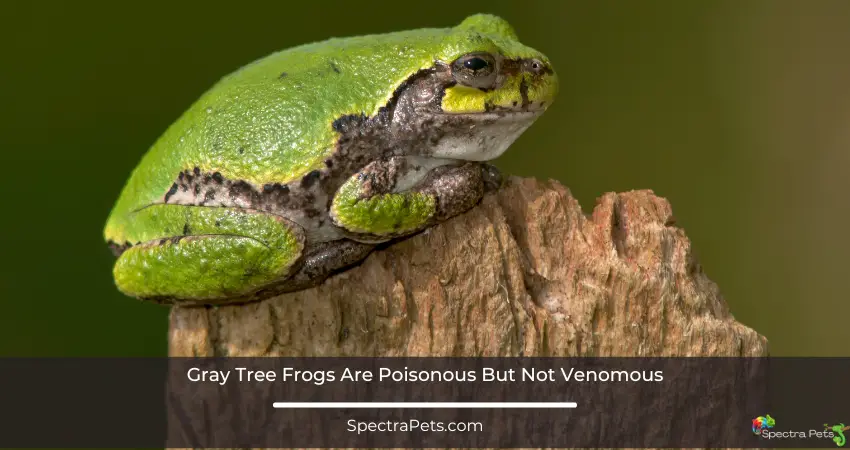 Gray Tree Frogs Are Poisonous But Not Venomous