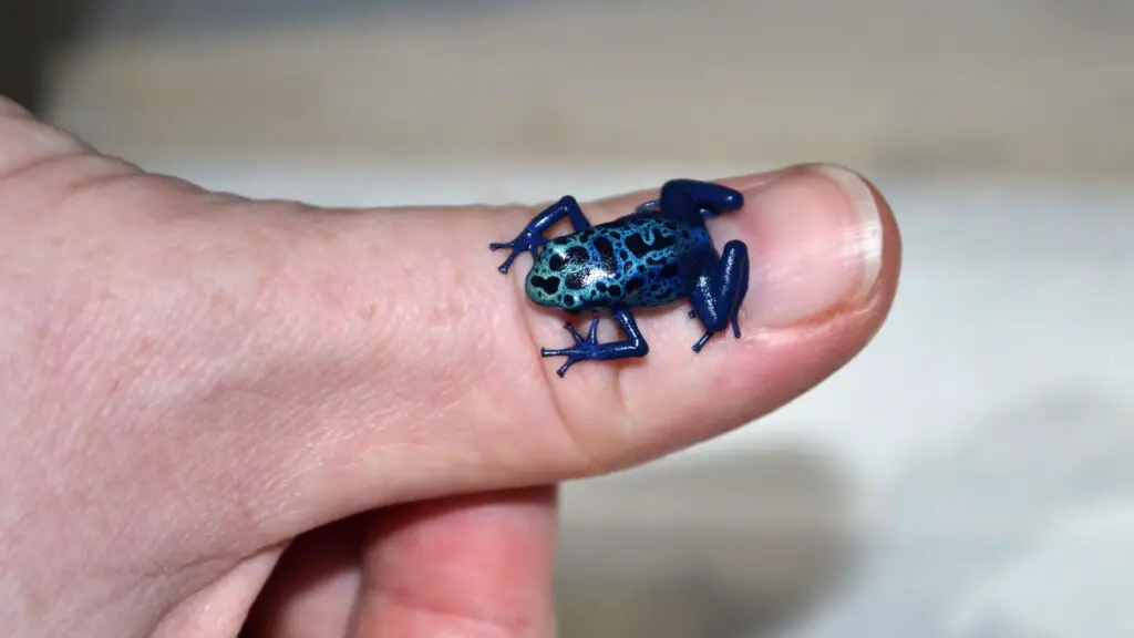 small dart frog on my finger