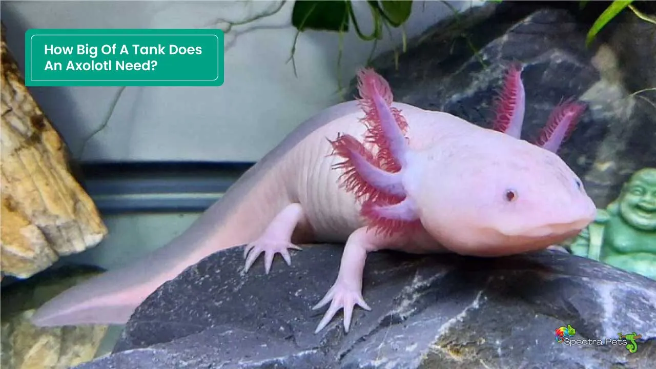 How Big Of A Tank Does An Axolotl Need?