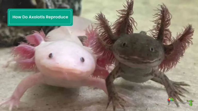 How do Axolotls reproduce: [Axolotl Breeding Explained]