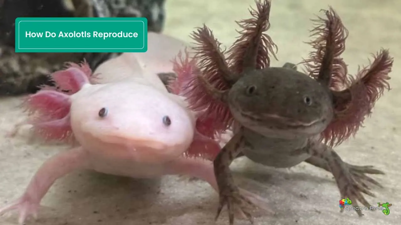 How Do Axolotls Reproduce: [Lay Eggs Or Give Birth?]