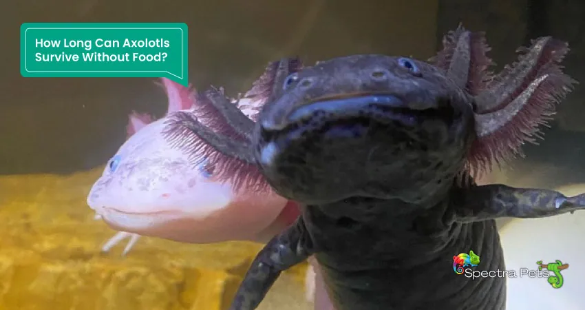 How Long Can Axolotls Survive Without Food