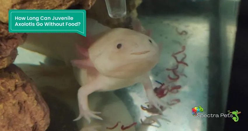 How Long Can Juvenile Axolotls Go Without Food