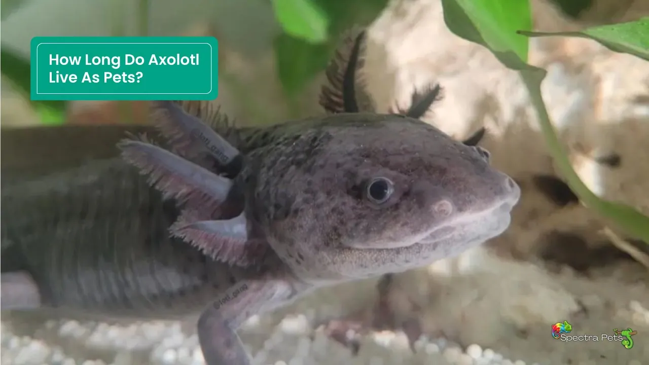 How Long Do Axolotl Live As Pets? [Lifespan Of Axolotl]