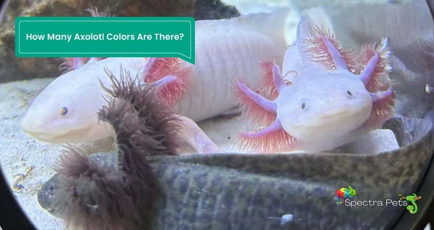 How Many Axolotl Colors Are There