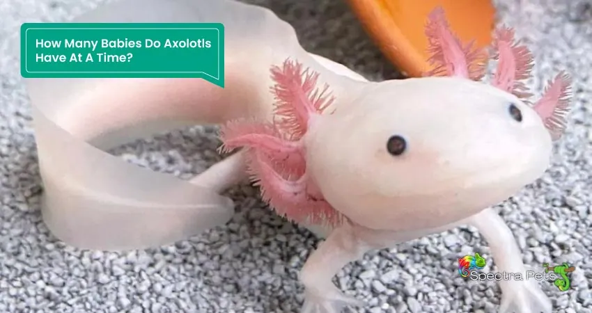How Many Babies Do Axolotls Have At A Time