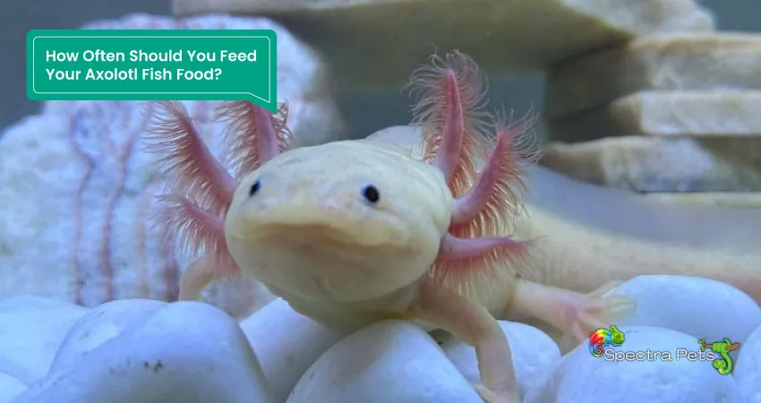 How Often Should You Feed Your Axolotl Fish Food