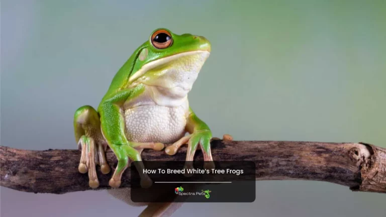 How to breed White’s Tree Frogs: [12 Steps Guide]