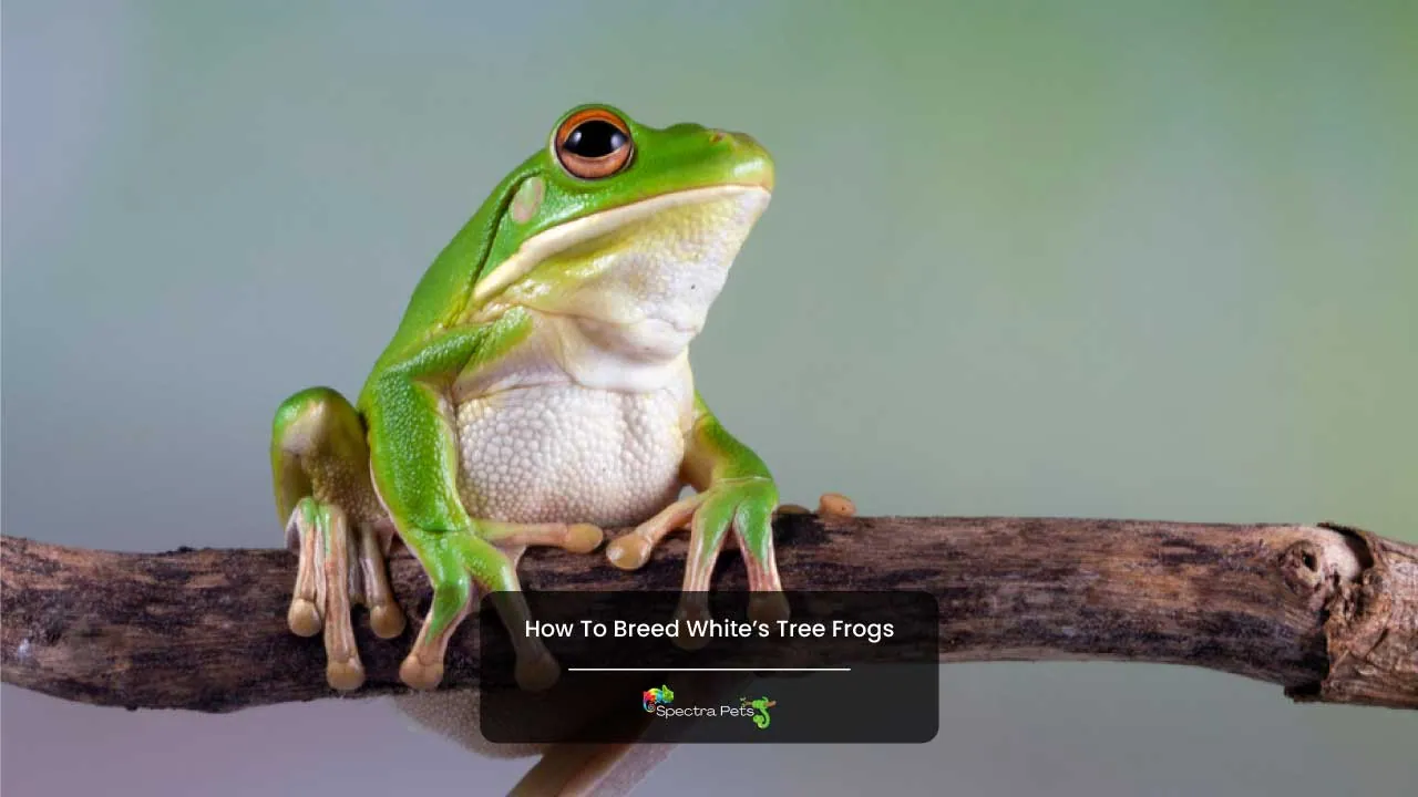 How To Breed White’s Tree Frogs