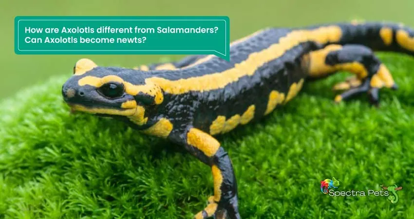 How are Axolotls different from Salamanders Can Axolotls become newts