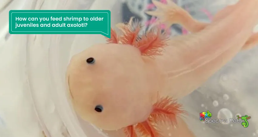 How can you feed shrimp to older juveniles and adult